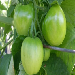 SBJEI-FRESH GREEN BEEFSTEAK TOMATOES